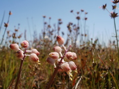 Lachenalia polyphylla