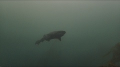 Notorynchus cepedianus