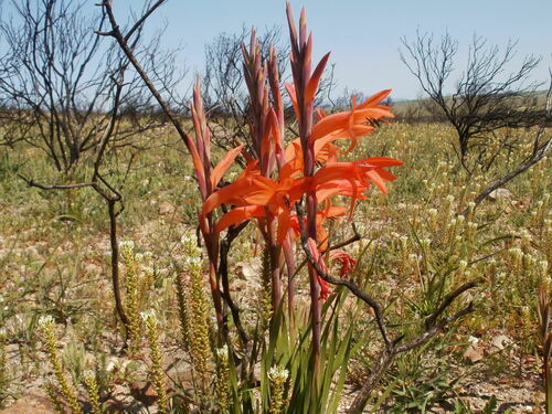 Image of Watsonia spectabilis by (c) marius, some rights reserved (CC BY)