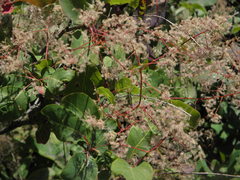 Cotinus coggygria