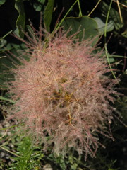 Cotinus coggygria