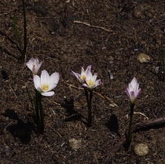 Zephyranthes fosteri