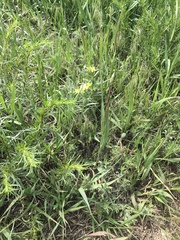 Lithospermum incisum