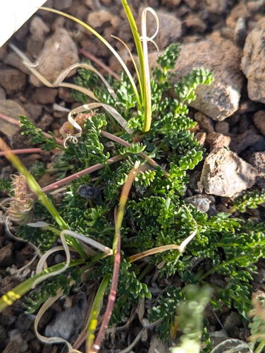 Image of Oreoxis alpina by (c) My-Lan Le, some rights reserved (CC BY)