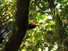 Oreophasis derbianus