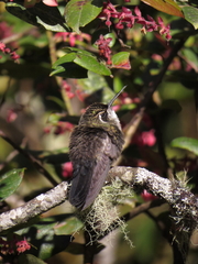 Lampornis viridipallens