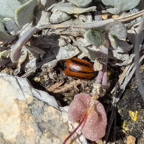 Red turnip beetle photo 5
