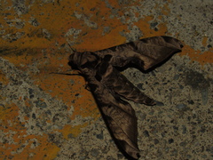 Protambulyx eurycles