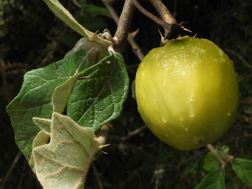 soda-apple nightshade