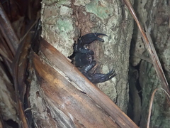 Opisthacanthus elatus