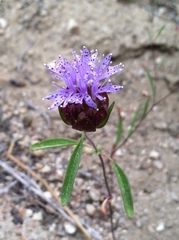 Monardella breweri lanceolata