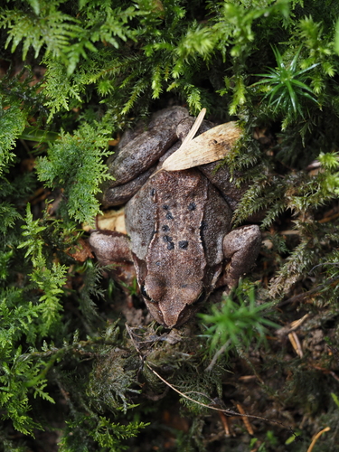 Grasfrosch