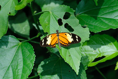 Heliconius numata