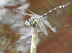 Ictinogomphus pertinax