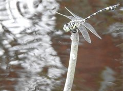 Ictinogomphus pertinax