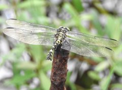 Ictinogomphus pertinax