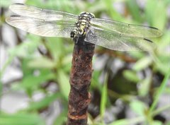 Ictinogomphus pertinax