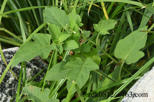 Solanum lyratum iNat (1)