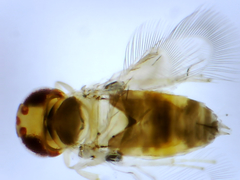 Signiphoridae