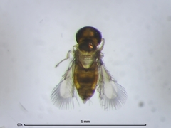 Signiphoridae