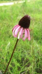 Echinacea atrorubens