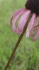 Echinacea atrorubens