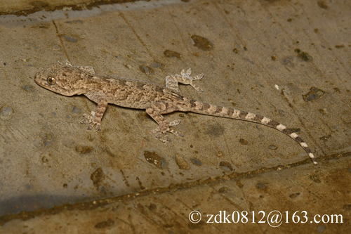 Peking Gecko