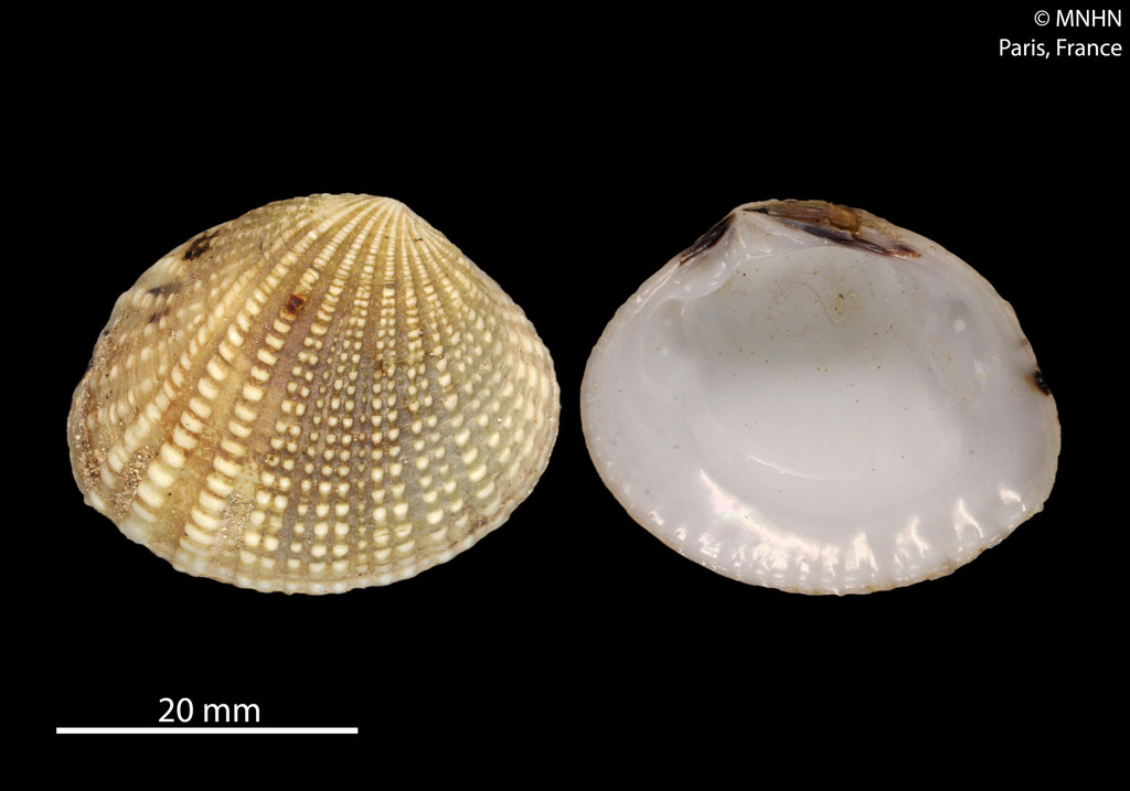 Gafrarium tumidum