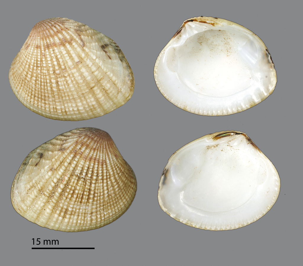 Gafrarium tumidum