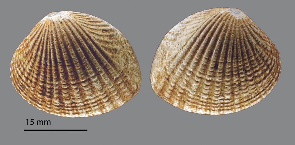 Gafrarium tumidum