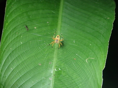 Eriophora nephiloides