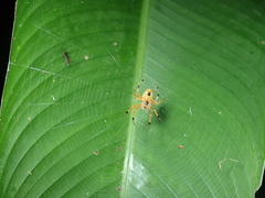 Eriophora nephiloides
