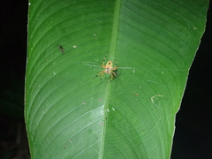Eriophora nephiloides