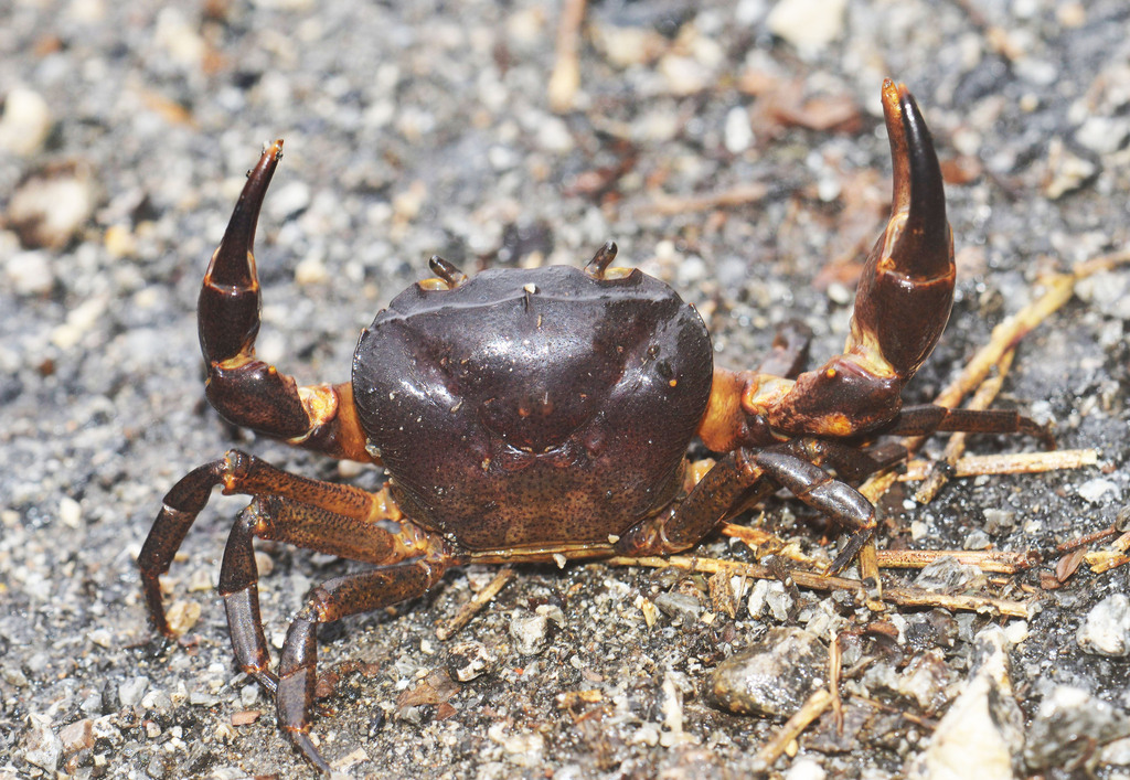 Parathelphusa celebensis