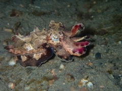 Flamboyant Cuttlefish