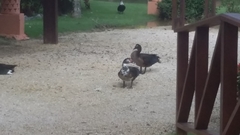 Cairina moschata domestica