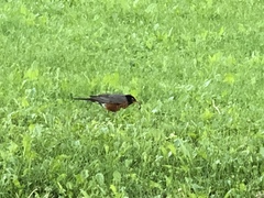 Turdus migratorius
