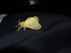 Dalceridae