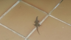 Leiocephalus personatus mentalis