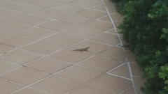 Leiocephalus personatus mentalis