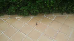 Leiocephalus personatus mentalis