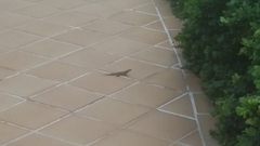 Leiocephalus personatus mentalis