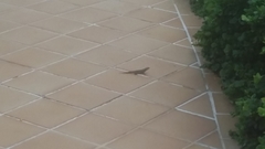 Leiocephalus personatus mentalis