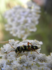 Plagionotus floralis