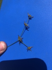 Juncus diffusissimus