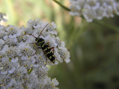 Plagionotus floralis