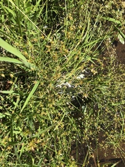 Juncus diffusissimus