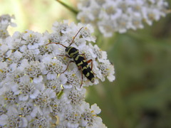 Plagionotus floralis
