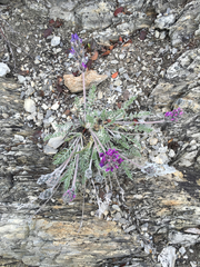 Oxytropis splendens