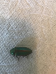 Buprestis aurulenta